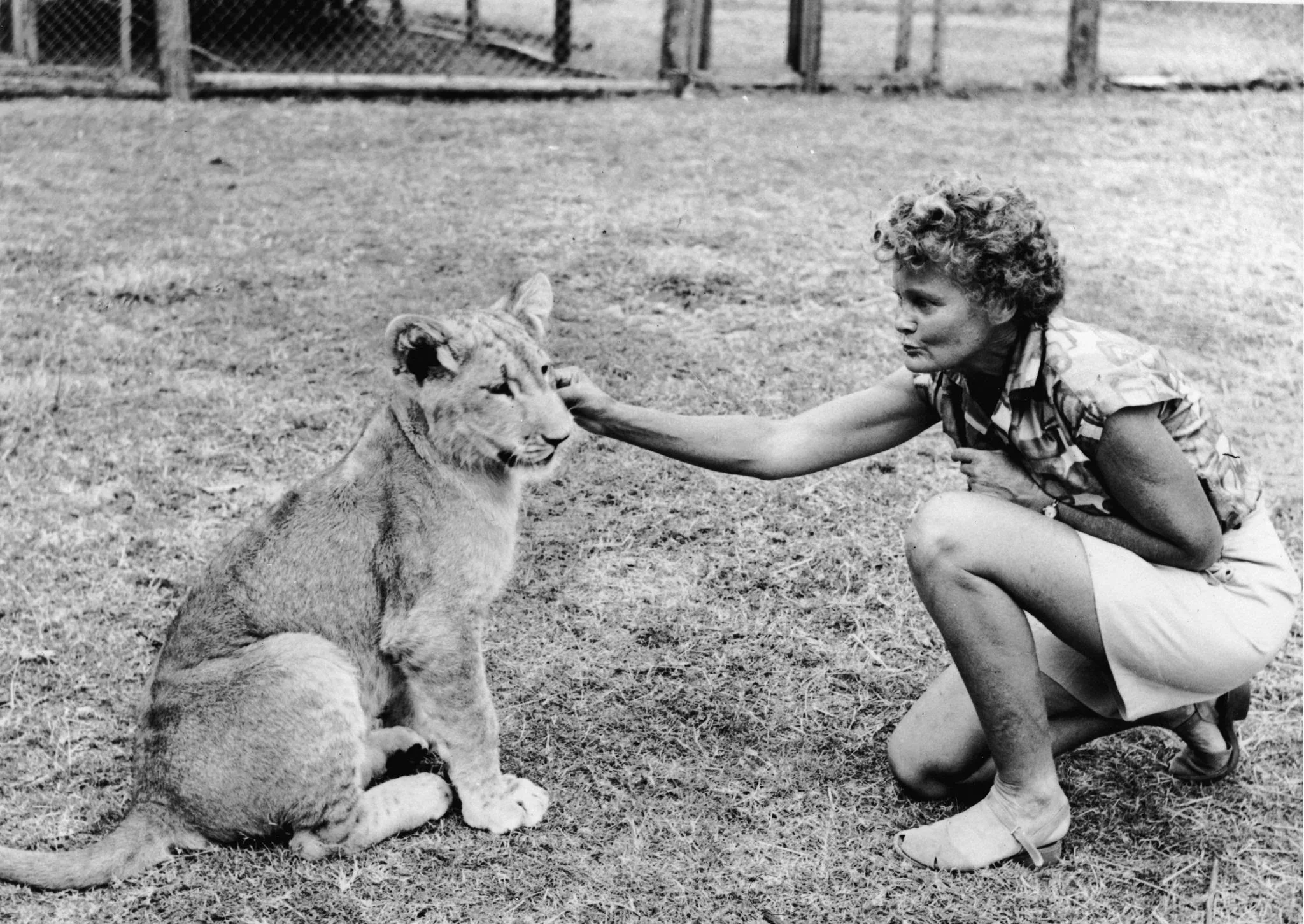 Joy Adamson - Elza és kölykei - Image 2
